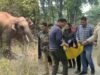 women killed after elephant attack on her