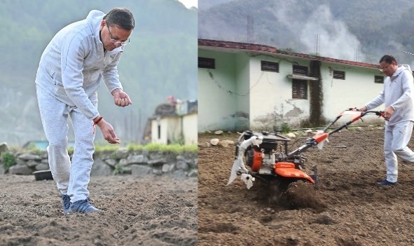 CM dhami ploughs field, showed mandua