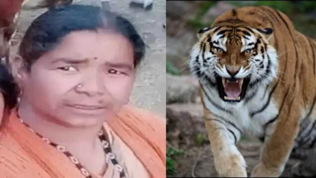 tiger killes women in nainidanda pauri garhwal