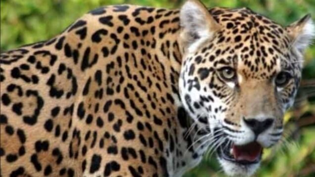 leopard attack 11 year boy in pauri